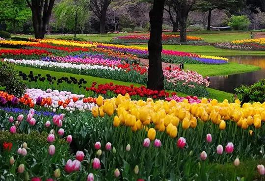 2022成都春季赏花地图,成都赏荷地图出炉啦