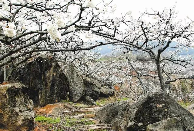 2022成都春季赏花地图,成都赏荷地图出炉啦