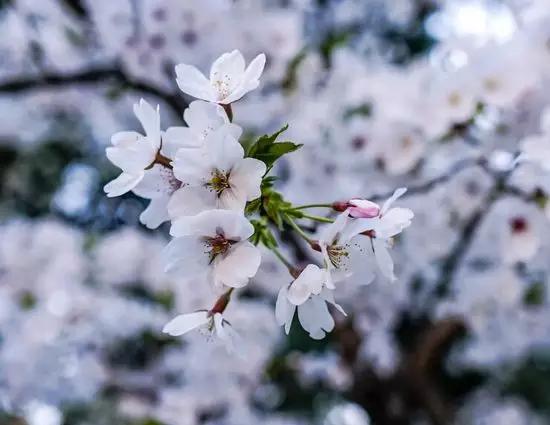 2022成都春季赏花地图,成都赏荷地图出炉啦