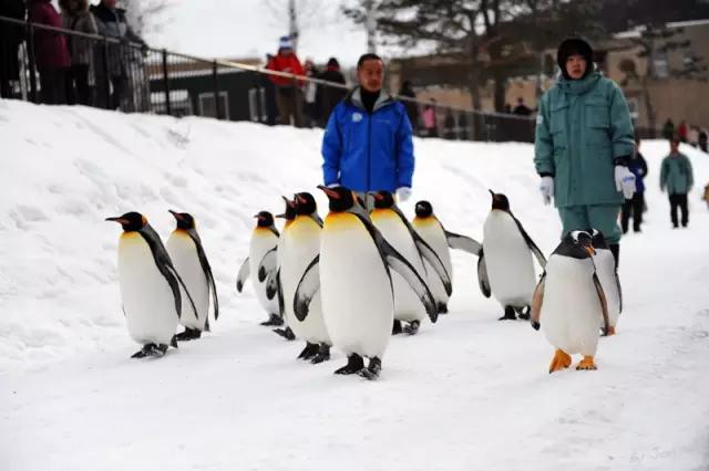 胡霍cp组合图片,胡霍霍cp动图