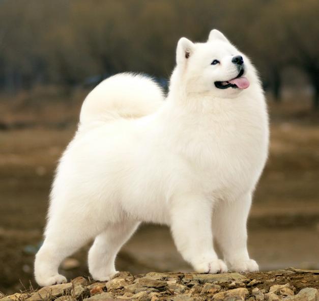 每个人的星座都有什么,十二星座适合养什么