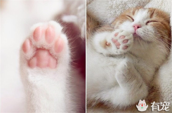 不能专心工作了~猫奴必败的逼真猫爪鼠标来啦!