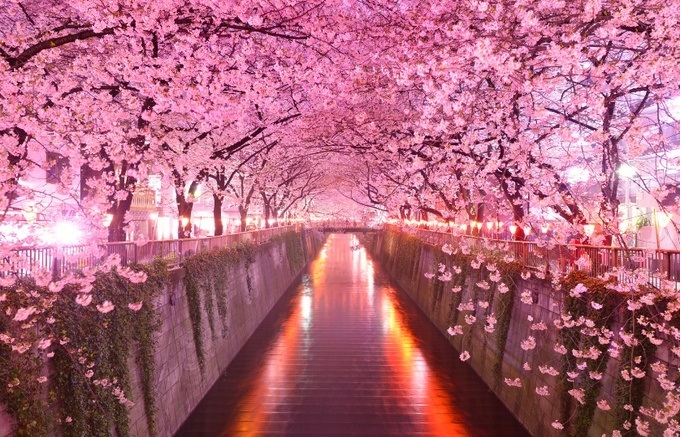 花沁心扉，见我尤怜