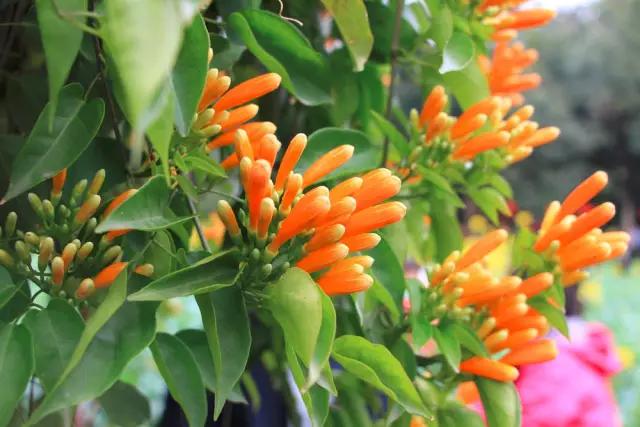 明珠楼白云山风景,白云山明珠楼