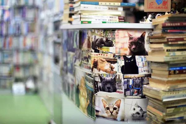物道丨这家书店，养了33年的猫