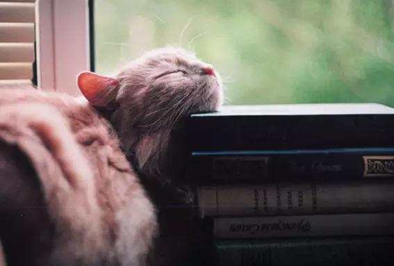 物道丨这家书店，养了33年的猫