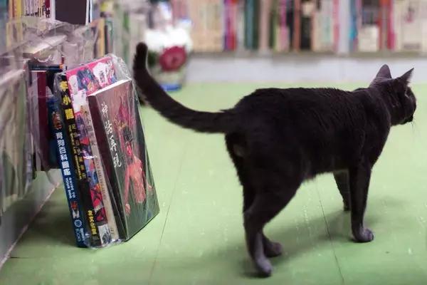物道丨这家书店，养了33年的猫