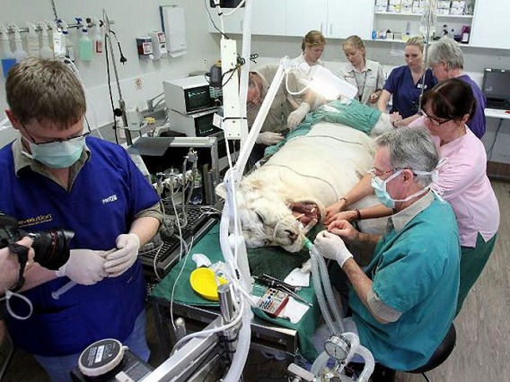 猫咪蛀牙严重怎么治,猫咪关于牙齿的治疗