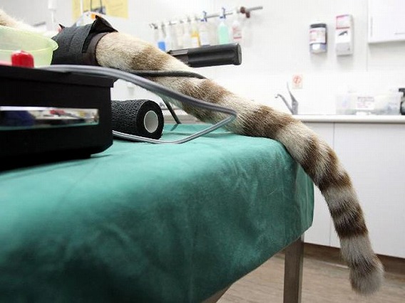 猫咪蛀牙严重怎么治,猫咪关于牙齿的治疗