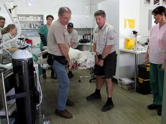 猫咪蛀牙严重怎么治,猫咪关于牙齿的治疗