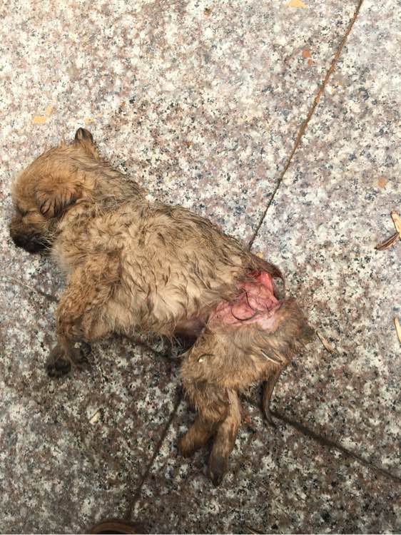 狗狗被撞之后呼吸困难粗重,狗狗被撞以后身上发出恶臭