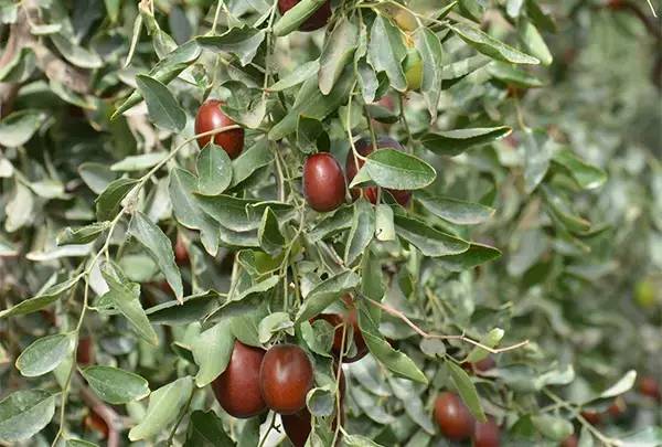 戈壁滩上种大枣,戈壁滩种枣