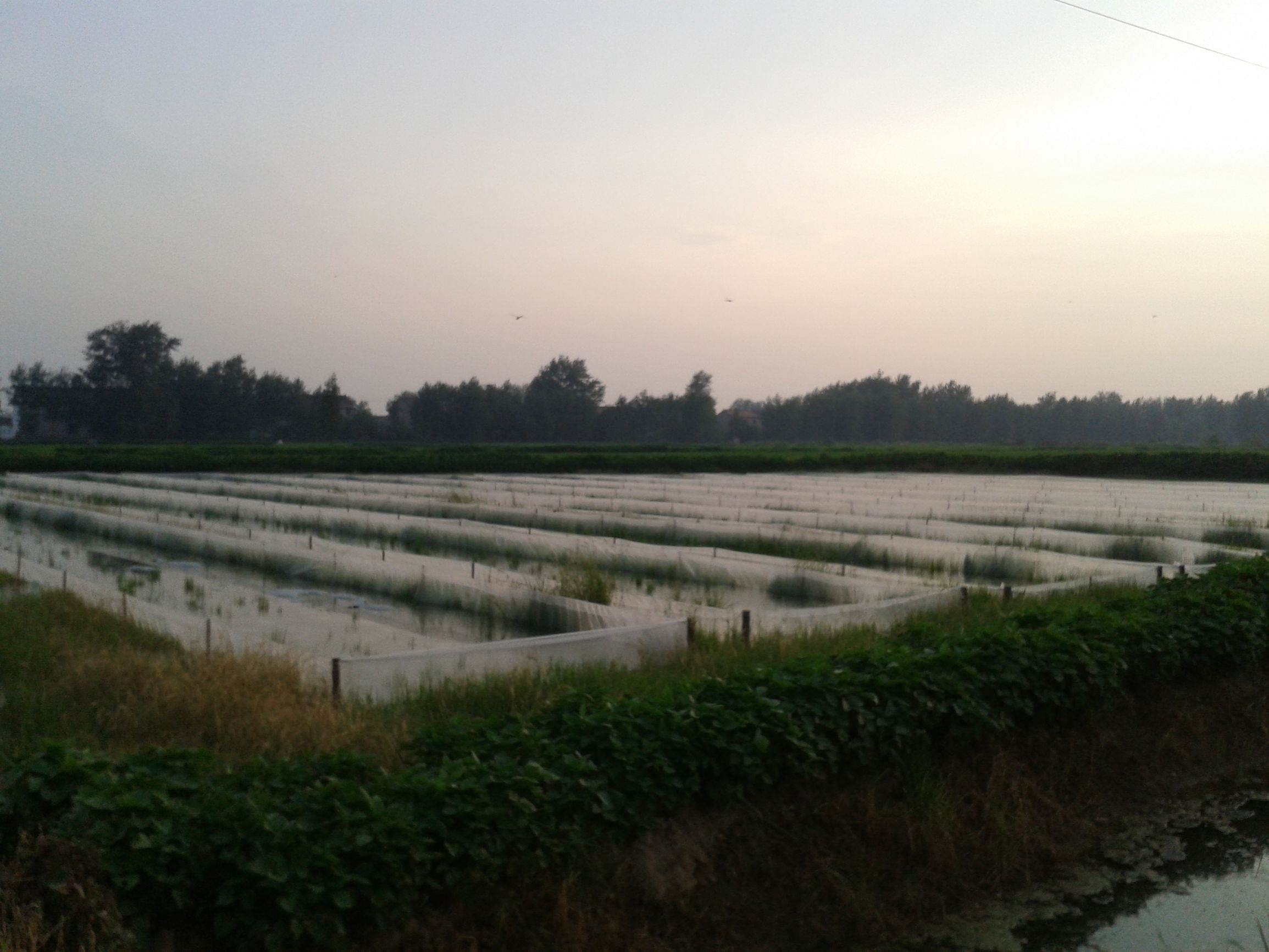 广西养殖蚂蟥致富,养殖小蚂蟥