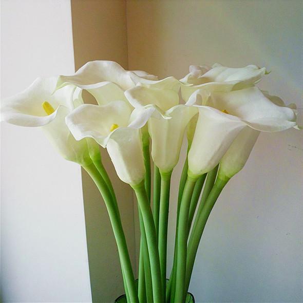 马蹄莲的养殖方法和注意事项盆栽,马蹄莲的种植和养护方法视频讲解