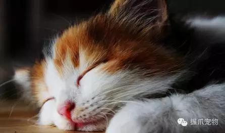 孕妇怀孕期间可以养宠物吗,孕妇家里养宠物好不好