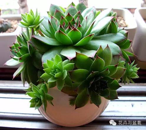 观音莲花的品种,观音莲哪个品种最值钱