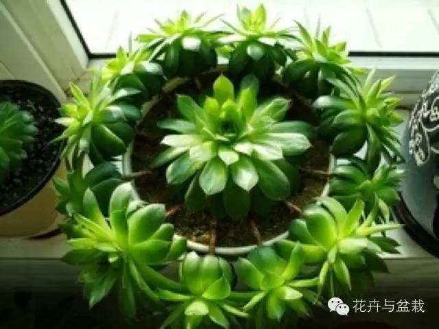 观音莲花的品种,观音莲哪个品种最值钱