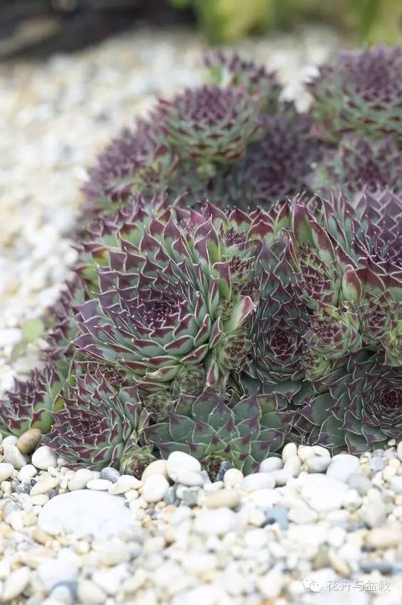 观音莲花的品种,观音莲哪个品种最值钱