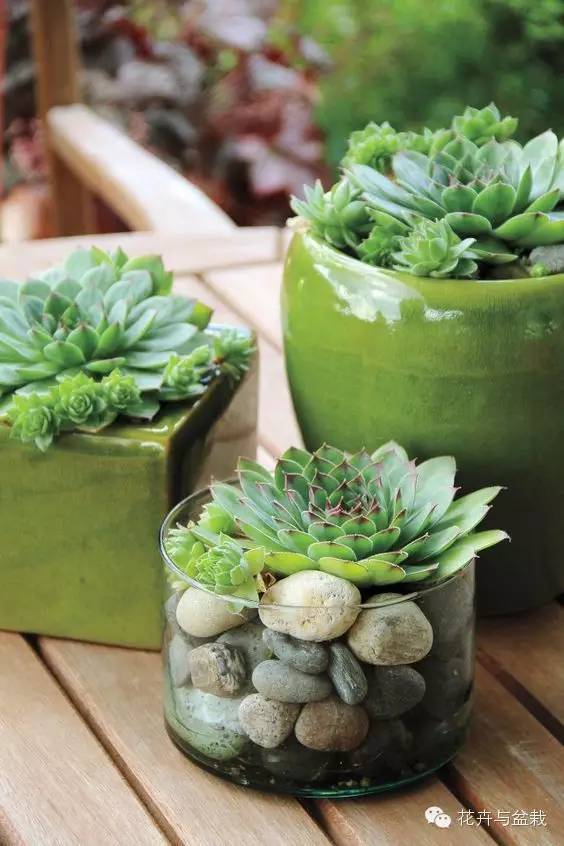 观音莲花的品种,观音莲哪个品种最值钱