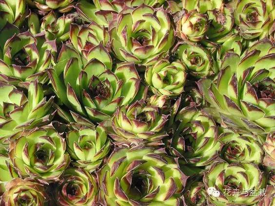 观音莲花的品种,观音莲哪个品种最值钱