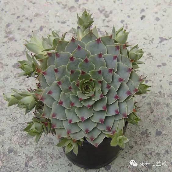 观音莲花的品种,观音莲哪个品种最值钱