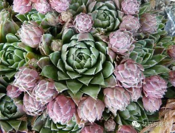 观音莲花的品种,观音莲哪个品种最值钱