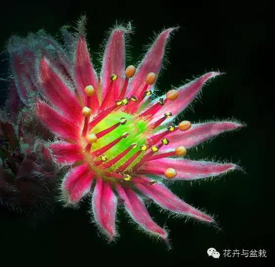 观音莲花的品种,观音莲哪个品种最值钱