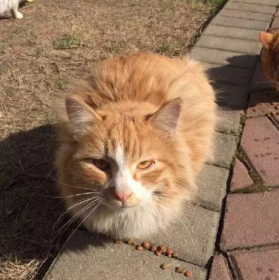 上海宠物领养阿拉斯加,上海宠物领养活动