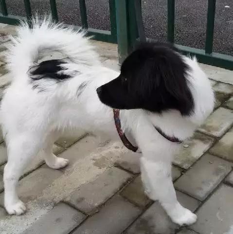 上海宠物领养阿拉斯加,上海宠物领养活动