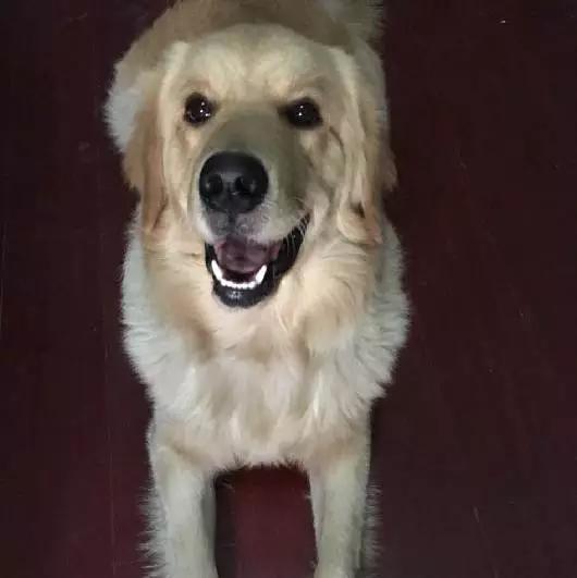 上海宠物领养阿拉斯加,上海宠物领养活动