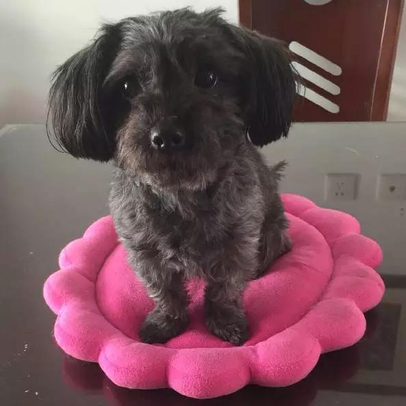 上海宠物领养阿拉斯加,上海宠物领养活动