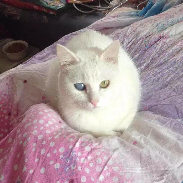 上海宠物领养阿拉斯加,上海宠物领养活动