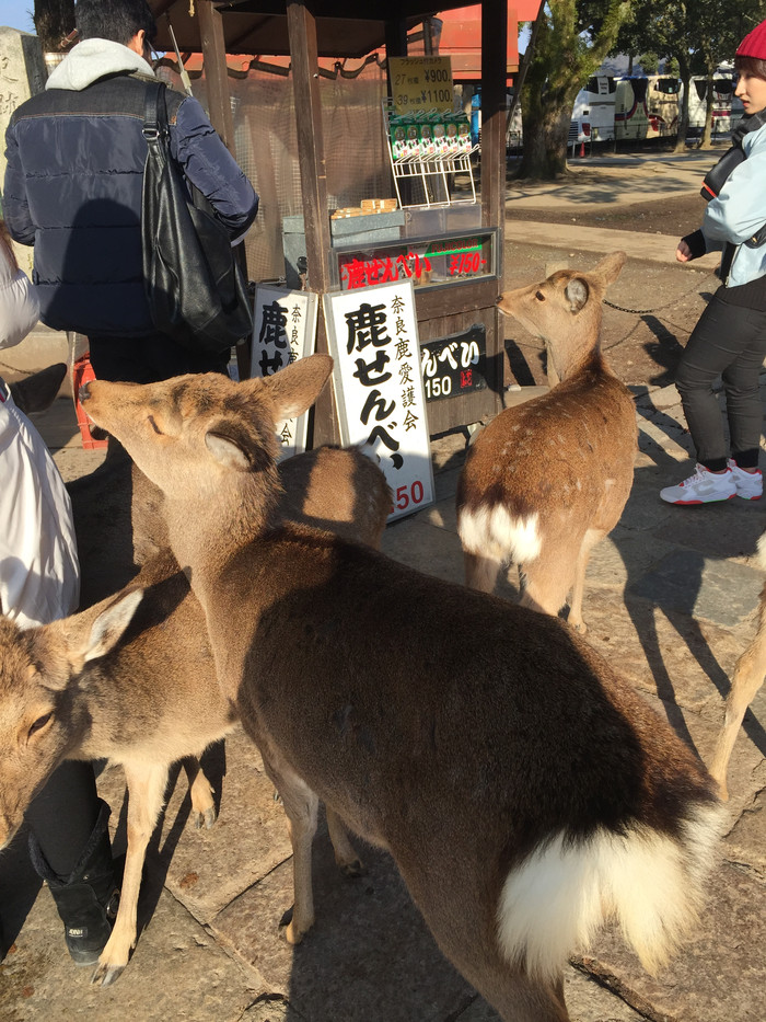 日本的冬天依旧色彩绚烂,冬季日本的冰雪阳光