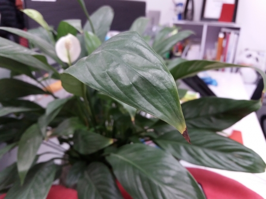 三星galaxya系列最好手机,6.55英寸三星amoled全面屏