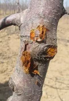 农技助春耕视频大全,苹果园二月份管理要点