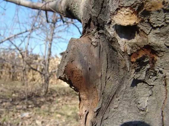 农技助春耕视频大全,苹果园二月份管理要点