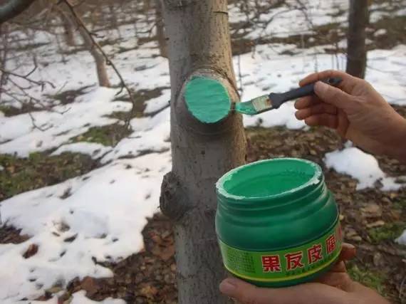 农技助春耕视频大全,苹果园二月份管理要点