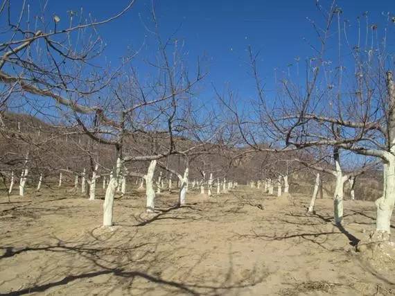 农技助春耕视频大全,苹果园二月份管理要点