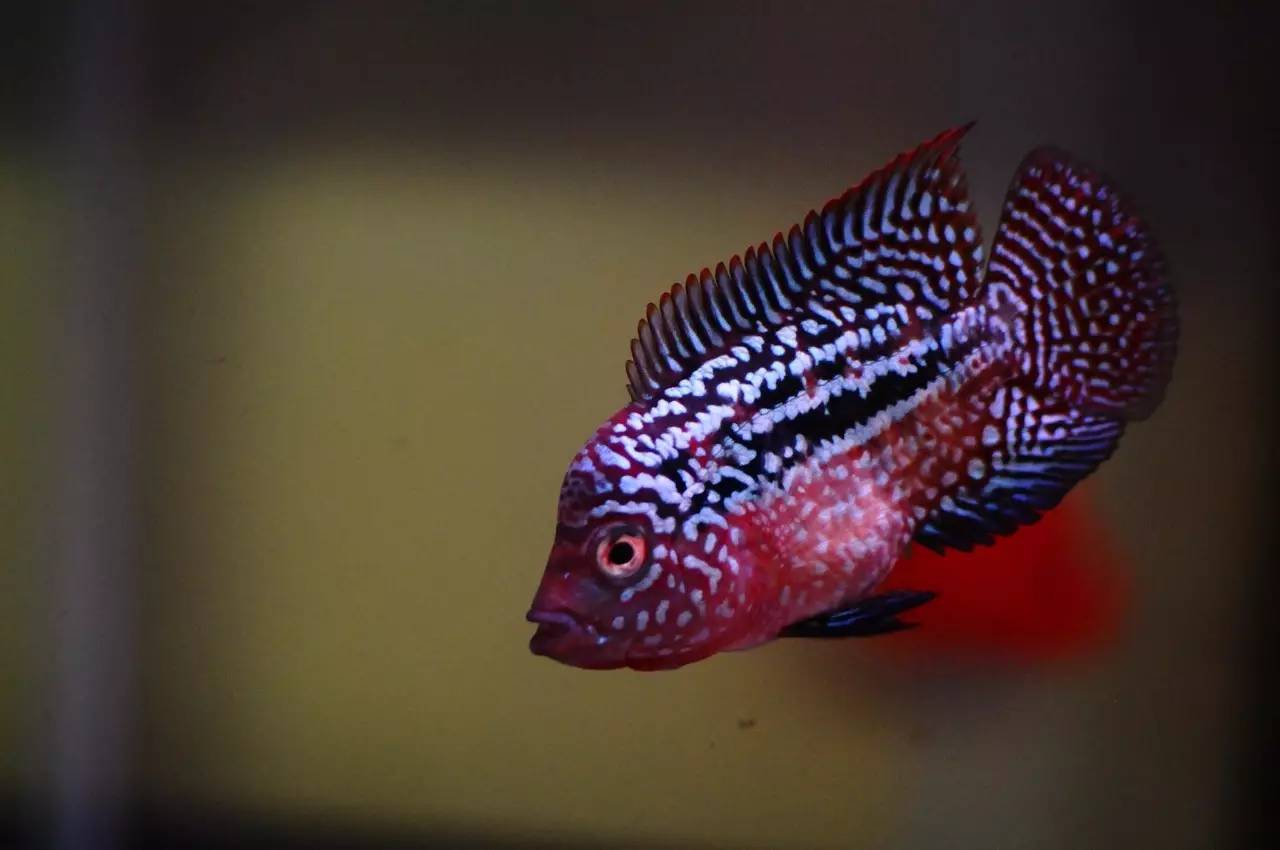 水养可以养什么,水养好了用什么过滤