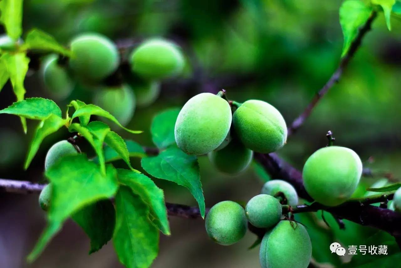 「健康」夏日凉果之王:一颗胜万药,排毒安神抗衰老!