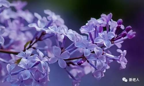 全国56个市花图片,中国各市市花集中图