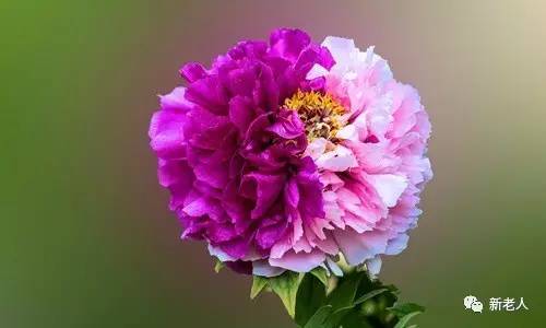 全国56个市花图片,中国各市市花集中图