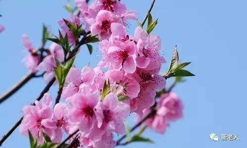 全国56个市花图片,中国各市市花集中图