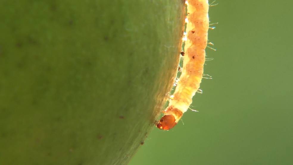 不用吐籽的石榴是哪种,吃石榴的正确方法石榴要不要吐籽