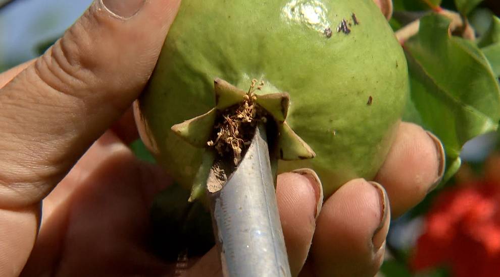 不用吐籽的石榴是哪种,吃石榴的正确方法石榴要不要吐籽