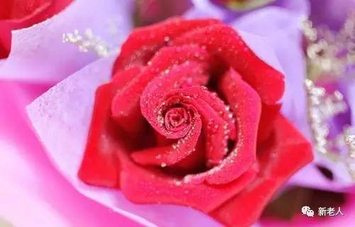 全国56个市花图片,中国各市市花集中图