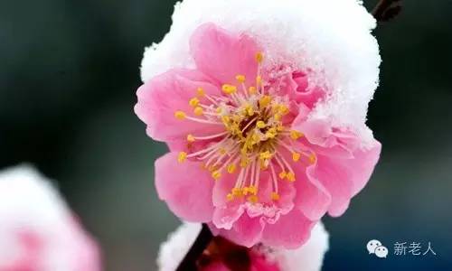 全国56个市花图片,中国各市市花集中图