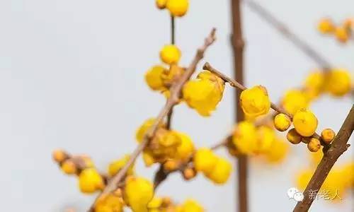 全国56个市花图片,中国各市市花集中图