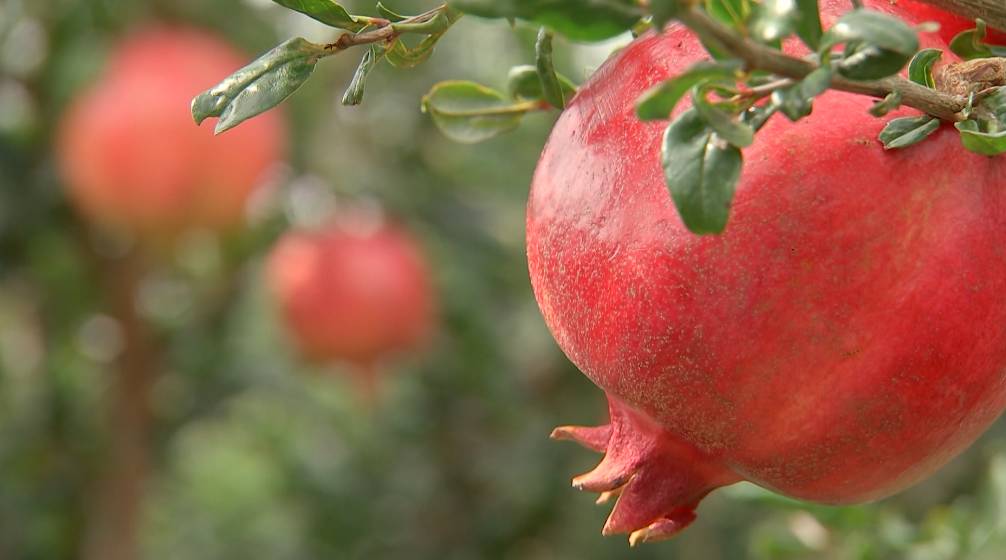 不用吐籽的石榴是哪种,吃石榴的正确方法石榴要不要吐籽