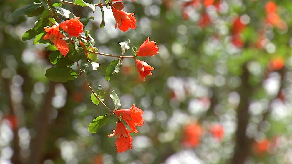 不用吐籽的石榴是哪种,吃石榴的正确方法石榴要不要吐籽